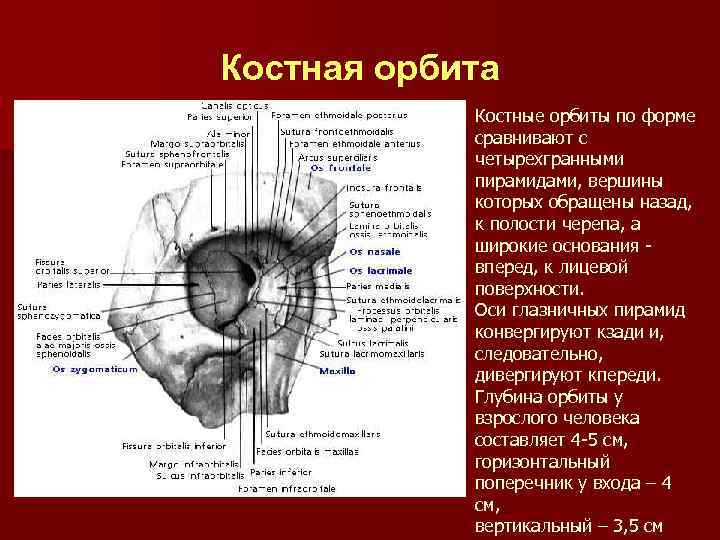 Костная орбита Костные орбиты по форме сравнивают с четырехгранными пирамидами, вершины которых обращены назад,