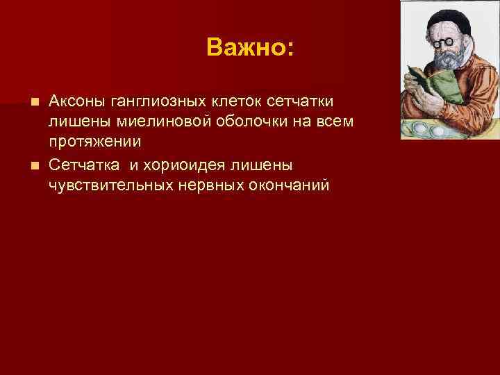 Важно: Аксоны ганглиозных клеток сетчатки лишены миелиновой оболочки на всем протяжении n Сетчатка и