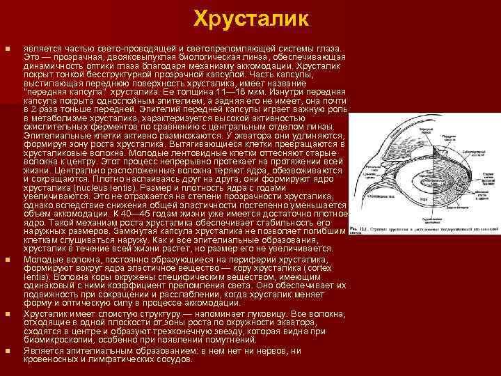 Органом зрения является. Анатомия хрусталика. Передняя поверхность хрусталика. Капсула хрусталика. Капсула хрусталика латынь.