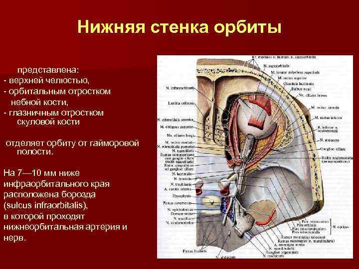 Стенки отверстия. Орбита стенки анатомия. Наружная стенка орбиты граничит с. Внутренняя стенка глазницы. Нижняя стенка орбиты граничит с.