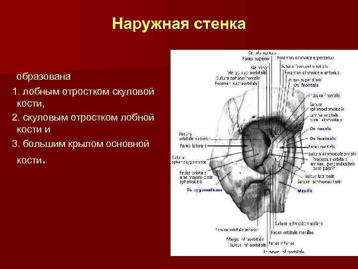 Глазница стенки