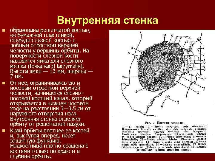 Внутренняя стенка n n n образована решетчатой костью, ее бумажной пластинкой, спереди слезной костью