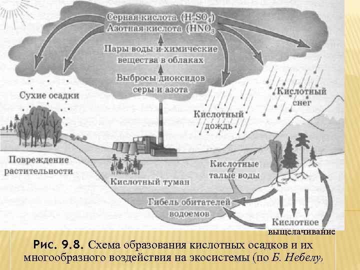 выщелачивание Рис. 9. 8. Схема образования кислотных осадков и их многообразного воздействия на экосистемы