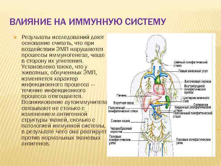 ВЛИЯНИЕ НА ИММУННУЮ СИСТЕМУ Результаты исследований дают основание считать, что при воздействии ЭМП нарушаются