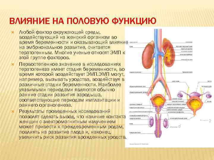 ВЛИЯНИЕ НА ПОЛОВУЮ ФУНКЦИЮ Любой фактор окружающей среды, воздействующий на женский организм во время