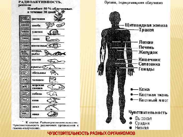 ЧУВСТВИТЕЛЬНОСТЬ РАЗНЫХ ОРГАНИЗМОВ 