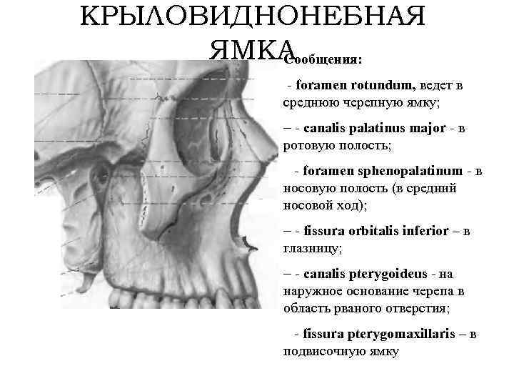 КРЫЛОВИДНОНЕБНАЯ ЯМКА Сообщения: - foramen rotundum, ведет в среднюю черепную ямку; - - canalis