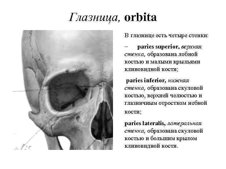 Глазница, orbita В глазнице есть четыре стенки: - paries superior, верхняя стенка, образована лобной