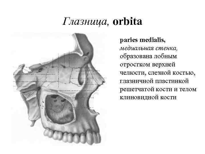 Глазница, orbita paries medialis, медиальная стенка, образована лобным отростком верхней челюсти, слезной костью, глазничной