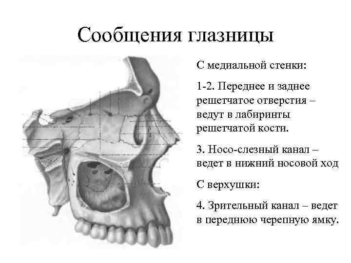 Сообщения глазницы С медиальной стенки: 1 -2. Переднее и заднее решетчатое отверстия – ведут