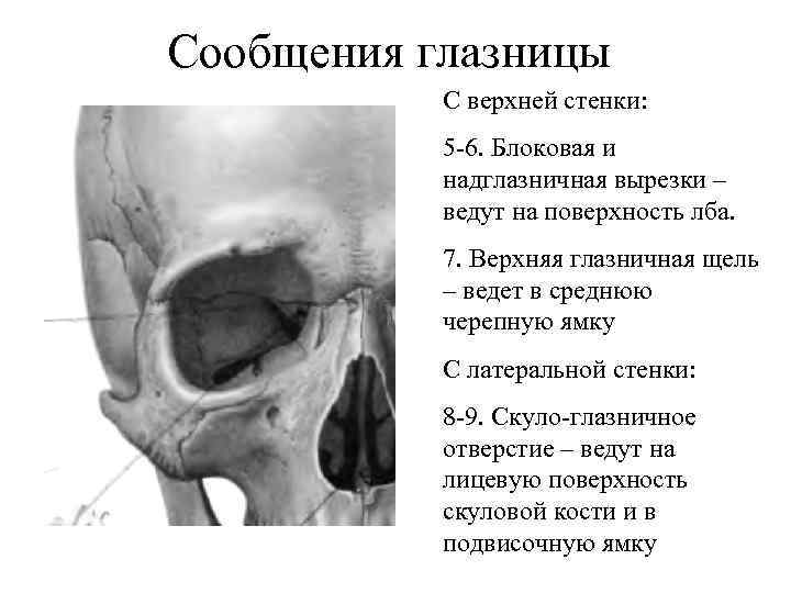 Сообщения глазницы С верхней стенки: 5 -6. Блоковая и надглазничная вырезки – ведут на