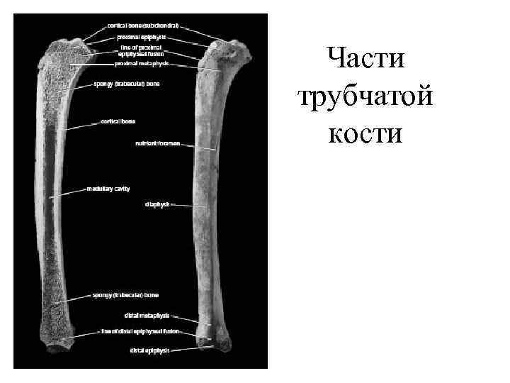 Схема длинной трубчатой кости взрослого человека и ребенка рентген