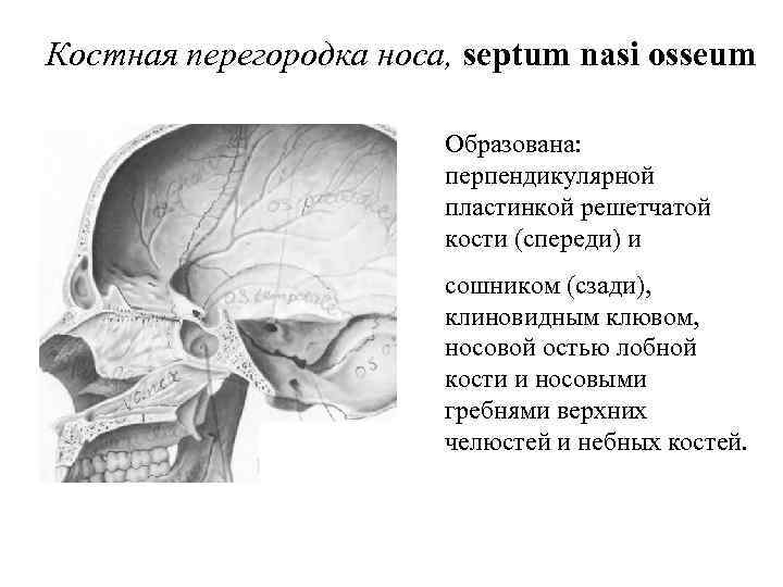 Костная перегородка носа, septum nasi osseum Образована: перпендикулярной пластинкой решетчатой кости (спереди) и сошником