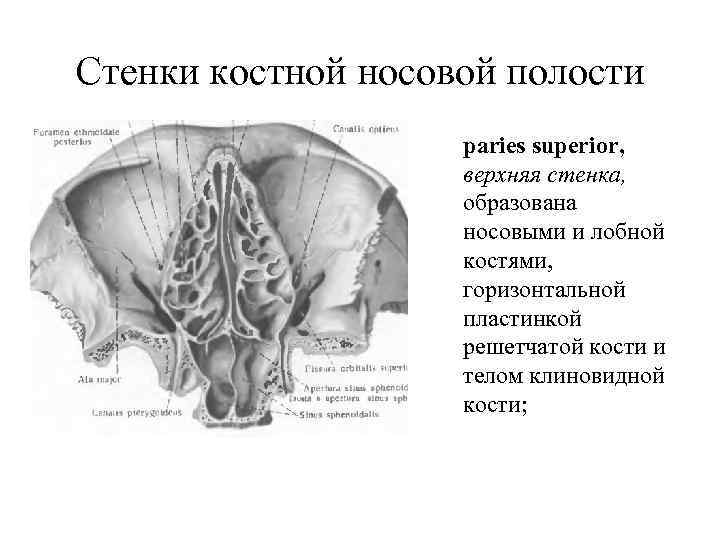 Продырявленная пластинка решетчатой кости