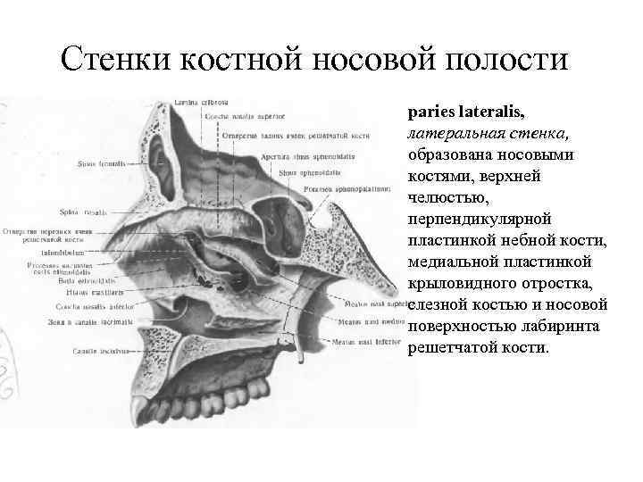 Кости образующие стенки полости носа