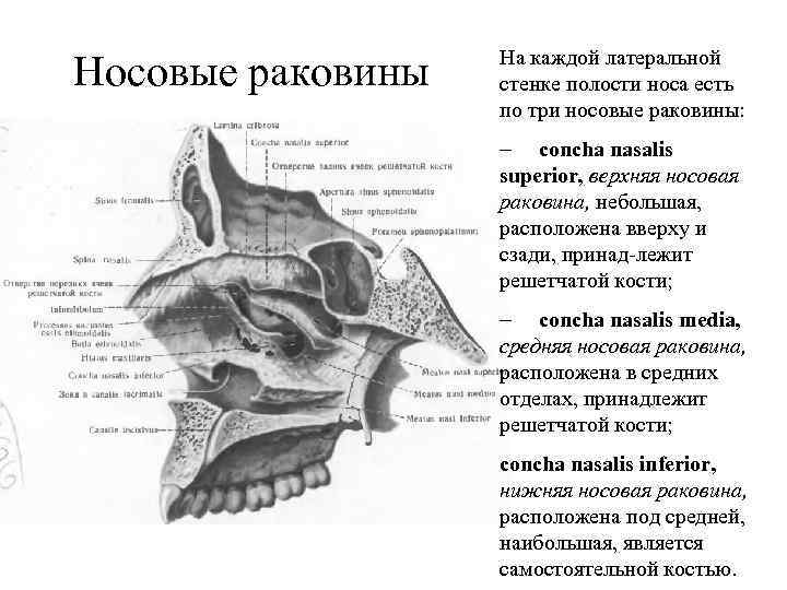 Носовую полость образуют кости