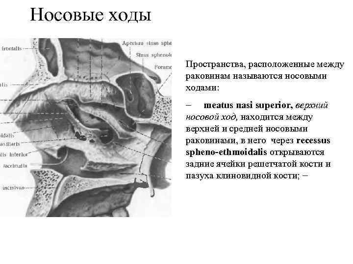 Носовые ходы Пространства, расположенные между раковинам называются носовыми ходами: - meatus nasi superior, верхний