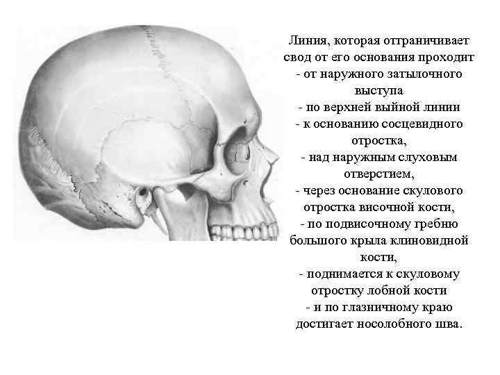 Линия, которая отграничивает свод от его основания проходит - от наружного затылочного выступа -