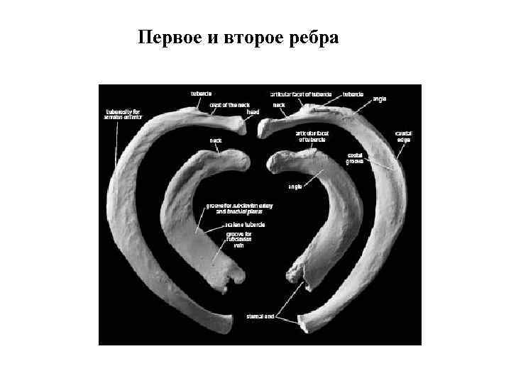 Первое и второе ребра 