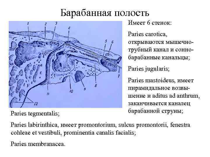 Барабанная полость Имеет 6 стенок: Paries carotica, открываются мышечнотрубный канал и соннобарабанные канальцы; Paries