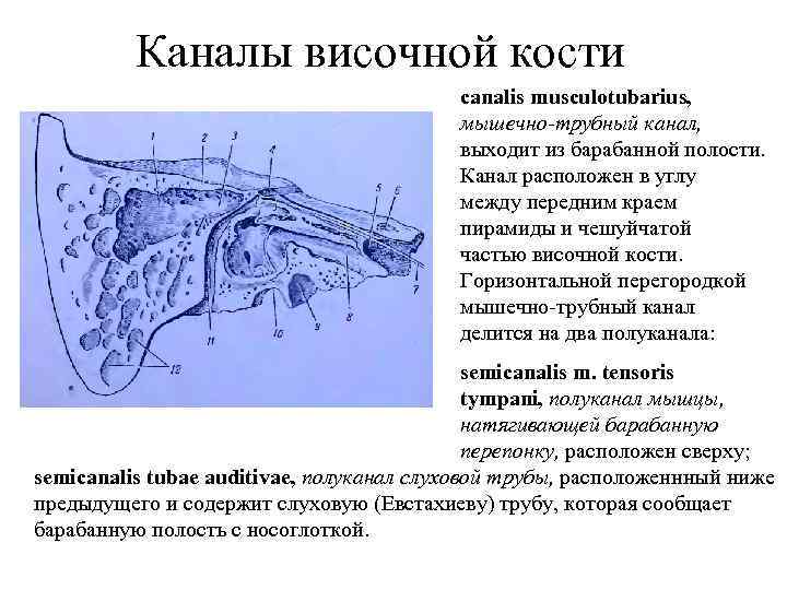 Схема каналов височной кости