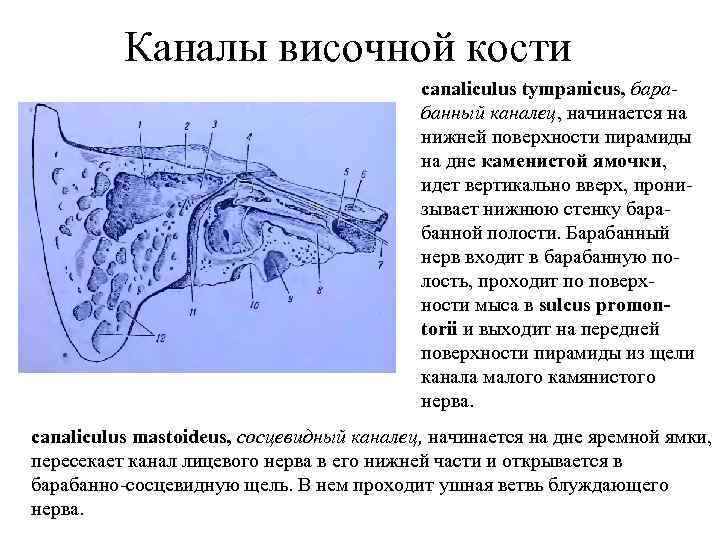 Каналы височной кости canaliculus tympanicus, барабанный каналец, начинается на нижней поверхности пирамиды на дне