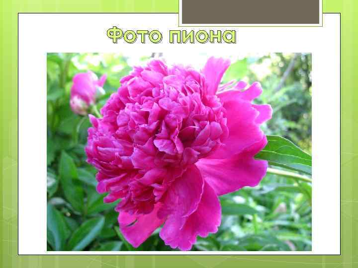 Фото пиона 
