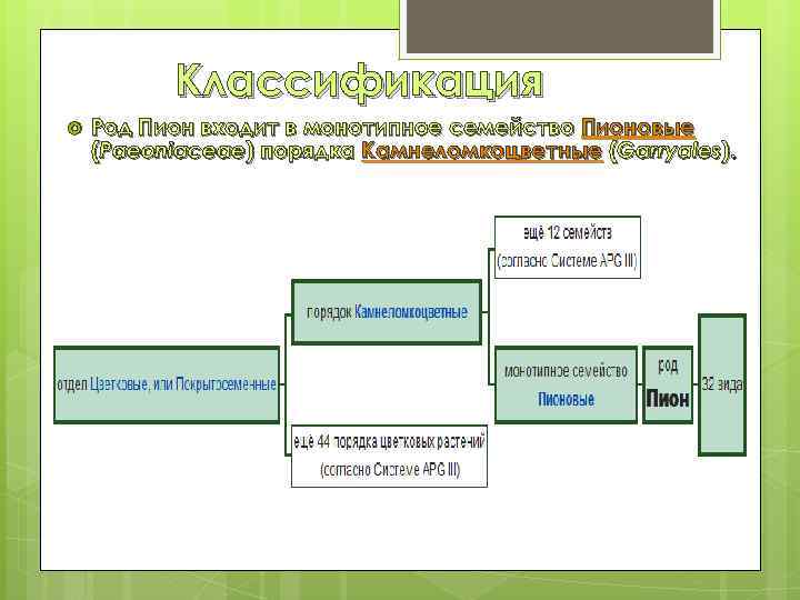 Классификация Род Пион входит в монотипное семейство Пионовые (Paeoniaceae) порядка Камнеломкоцветные (Garryales). 