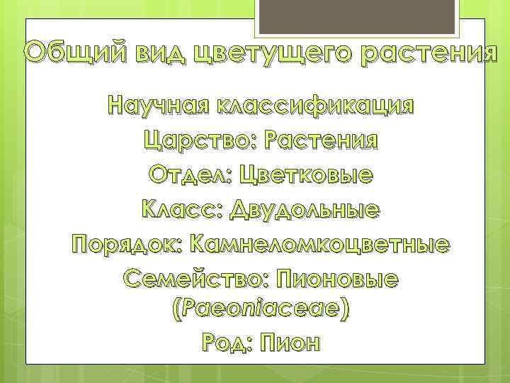 Общий вид цветущего растения Научная классификация Царство: Растения Отдел: Цветковые Класс: Двудольные Порядок: Камнеломкоцветные