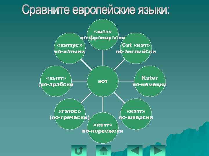  «шат» по-французски Cat «кэт» «каттус» по-английски по-латыни «кытт» (по-арабски Kater по-немецки кот «гатос»