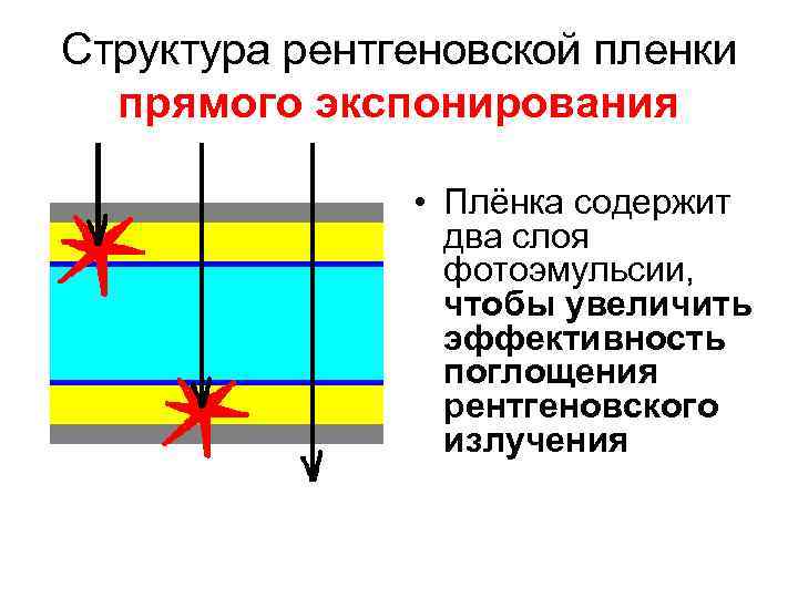 Структура рентгеновской пленки прямого экспонирования • Плёнка содержит два слоя фотоэмульсии, чтобы увеличить эффективность