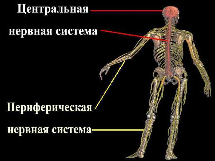 Нервова система людини складається з двох великих відділів: ● центральної нервової системи (ЦНС), яка