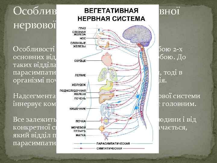 Особливості будови вегетативної нервової системи Особливості вегетативної системи являє собою 2 х основних відділу,