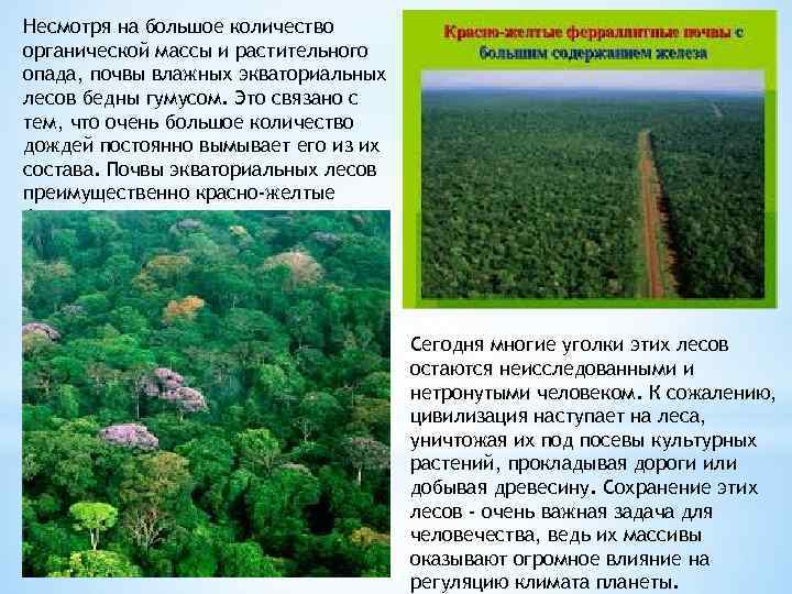 Влажные экваториальные леса климатические условия. Почвы влажных лесов. Почва в экваториальных лесах.