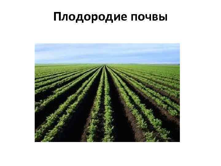 Плодородие почвы 