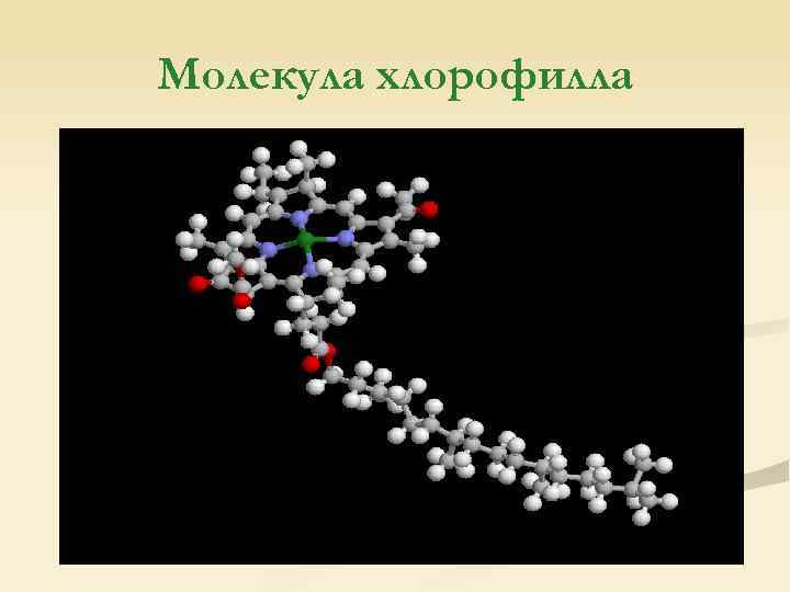Молекула хлорофилла 