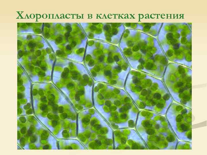 Хлоропласты в клетках растения 