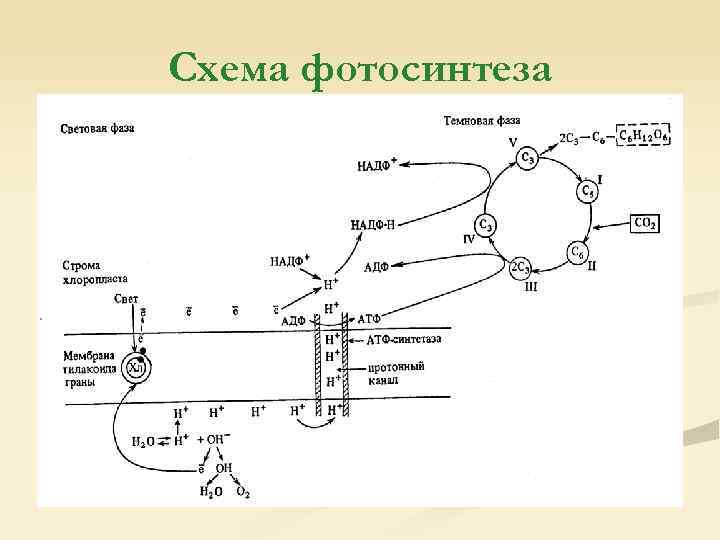 В ходе световой фазы