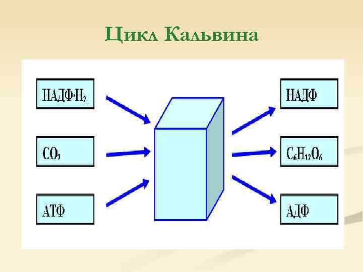 Цикл Кальвина 