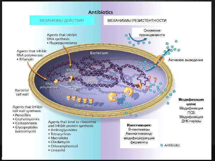 МЕХАНИЗМЫ ДЕЙСТВИЯ МЕХАНИЗМЫ РЕЗИСТЕНТНОСТИ Снижение проницаемости Активное выведение Инактивация: Β-лактамазы Аминогликозидмодифицирующие ферменты Модификация цели: