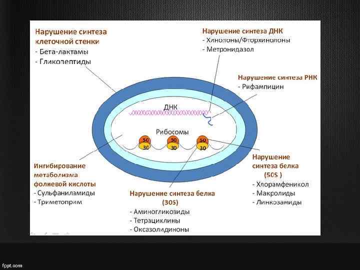  • Синтез и барьерная функция бактериальной стенки; • Синтез нуклеиновых кислот; • Синтез
