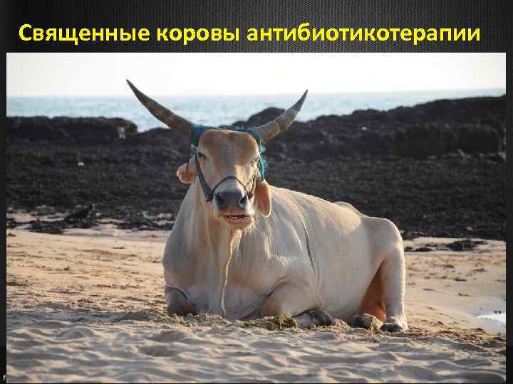 Священные коровы антибиотикотерапии 