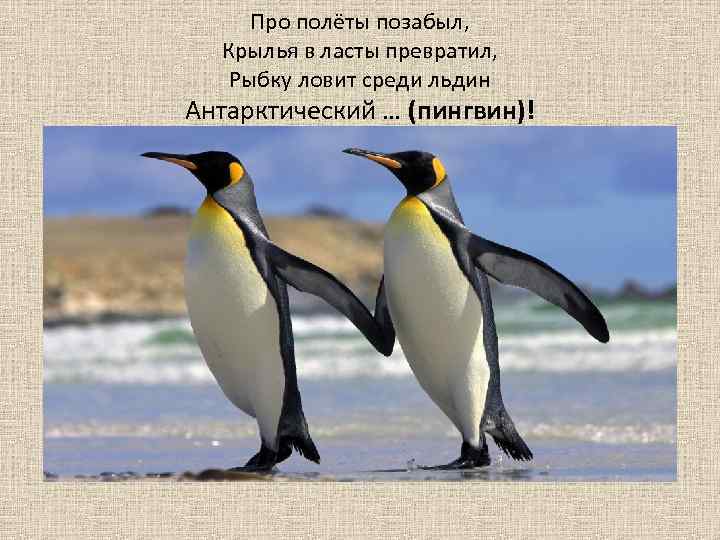 Про полёты позабыл, Крылья в ласты превратил, Рыбку ловит среди льдин Антарктический … (пингвин)!