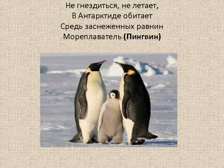 Первые мореплаватели увидевшие пингвинов в антарктиде. Пингвины не летают. Почему пингвины не летают. Почему пингвины не умеют летать. Причины пингвина.