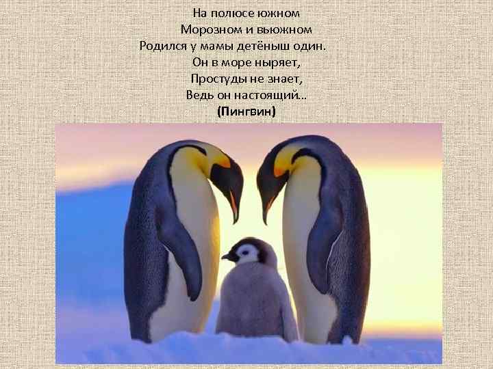 На полюсе южном Морозном и вьюжном Родился у мамы детёныш один. Он в море