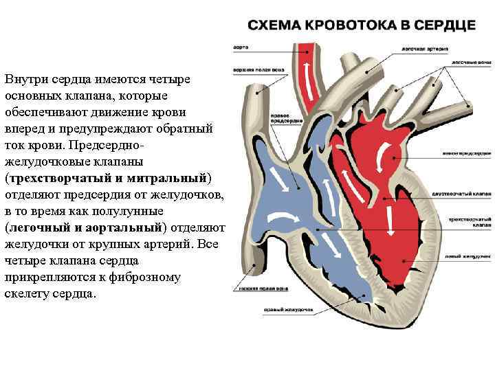 Правое предсердие отделено от правого желудочка. Движение крови в сердце. Внутреннее строение сердца. Кровь анатомия сердца клапаны. Ток крови в сердце.