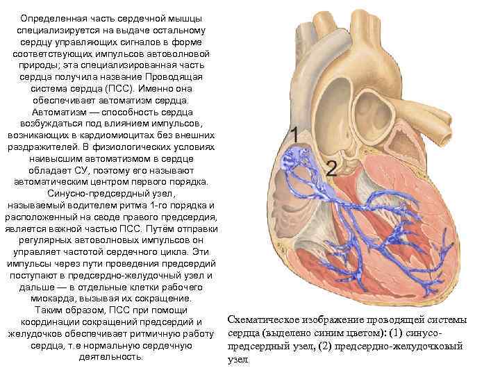 Определенная часть сердечной мышцы специализируется на выдаче остальному сердцу управляющих сигналов в форме соответствующих