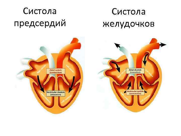 Систола и диастола рисунок