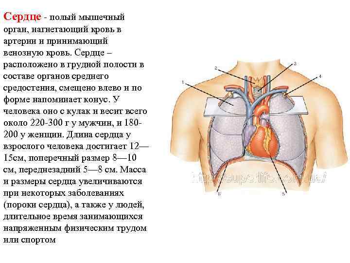 Сердце представляет собой