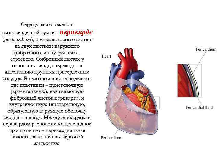 Перикард латынь